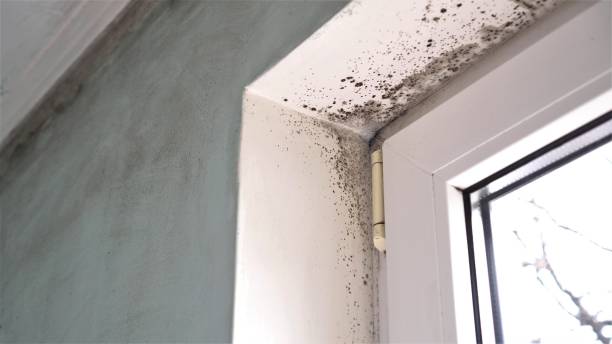 Best Office Mold Removal Services  in Whetstone, AZ