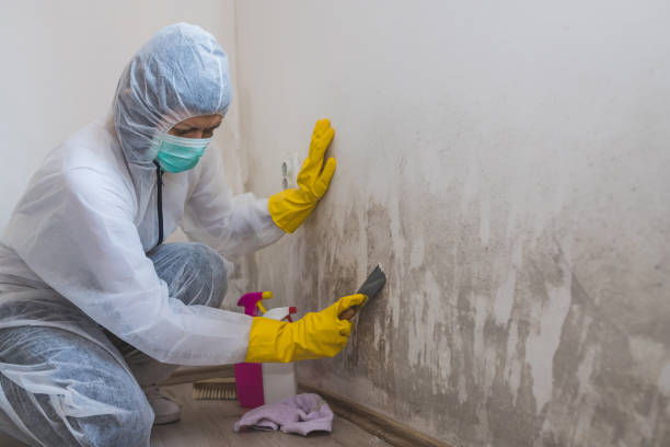 Attic Mold Removal in Whetstone, AZ