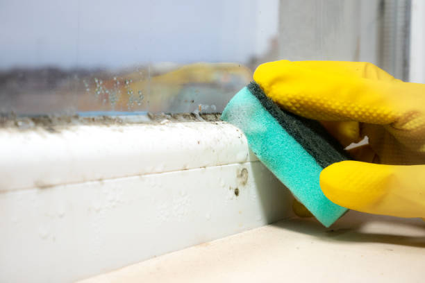 Mold Removal and Inspection in Whetstone, AZ