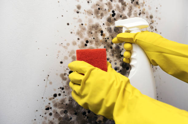 Best Black Mold Removal  in Whetstone, AZ