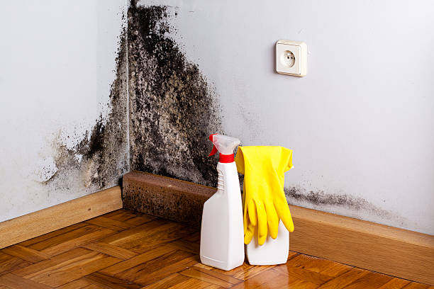 Best Mold Removal Process  in Whetstone, AZ