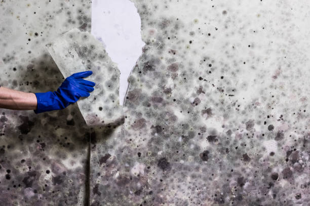 Best Attic Mold Removal  in Whetstone, AZ